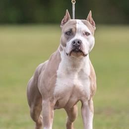 Merci - American Pit Bull Terrier