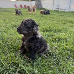 Bernedoodle Puppies from Kaylas Precious Puppies