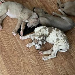 Great Dane Puppies from Reagan’s Danes