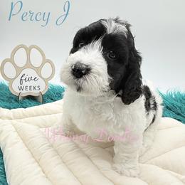 Percy Jackson - Black and white male Bernedoodle puppy in Omaha, Nebraska from Whimsy Doodles