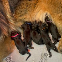 Boy 1 - Black and red male German Shepherd puppy in Bushnell, Florida from Central Florida Shepherds