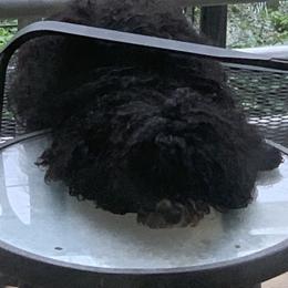 Queen - Poodle