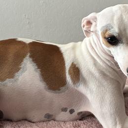 Italian Greyhounds from The Noodle Nest