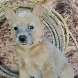 Dally - Red speckled female Australian Cattle Dog puppy in Prescott Valley, Arizona from HT Heelers