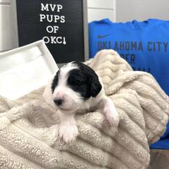 Goldendoodle and Golden Mountain Doodle Puppies from Silver Barn Doodles