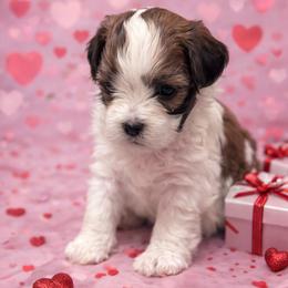 Mimosa - Black and white female Shorkie puppy in Delta, Colorado from SATA Kennels