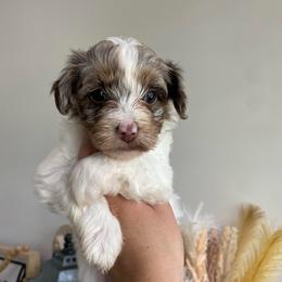 Daisy - Chocolate and white female Havapoo puppy in Dothan, Alabama from Leo’s Teddy Bear doodles