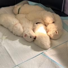 American Eskimo Dog Puppies from Ketura’s Angels Kennels