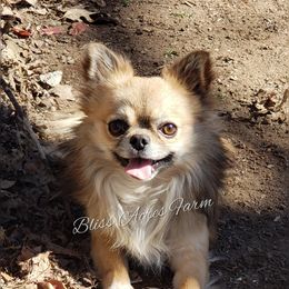 Grogu - Chihuahua