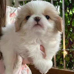 Roman - Lemon and white male Japanese Chin puppy in Orlando, Florida from Meghan's Japanese Chins