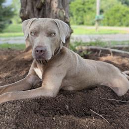 Band-Aid - Catahoula Leopard Dog