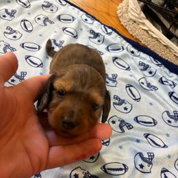 Raye - Dapple male Dachshund puppy in Florence County, South Carolina from Modern Family Standards