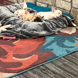 French Bulldog Puppies from Pk Frenchies
