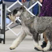 Standard Schnauzers from Justa Standard Schnauzers