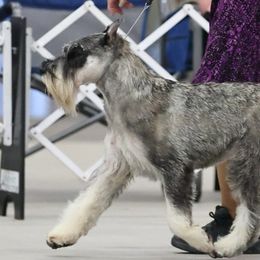 Standard Schnauzers from Justa Standard Schnauzers