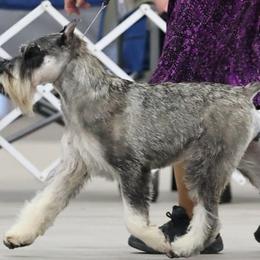 Standard Schnauzers from Justa Standard Schnauzers
