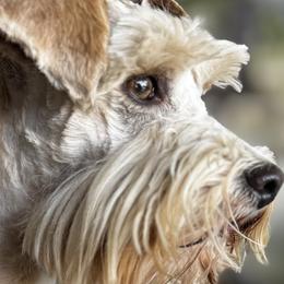 Miniature Schnauzers from Happy bearded schnauzers