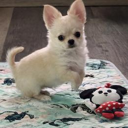 Cannoli - Gold male Chihuahua puppy in Bucks County, Pennsylvania from Sweet Bean Chihuahuas