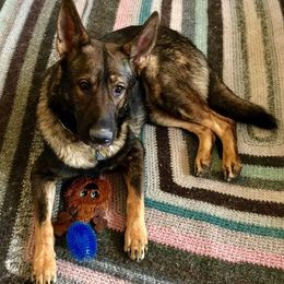 German Shepherds from SJK-9 Rescue & Training