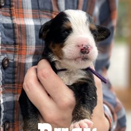 Bernese Mountain Dog Puppies from Faith and Family Farm