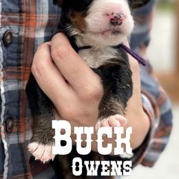 Bernese Mountain Dog Puppies from Faith and Family Farm