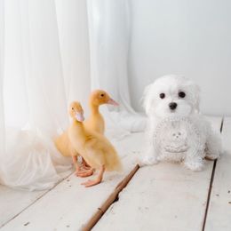 Puppy 1 - White Maltese puppy in Haslet In Dfw, Texas from Maltese Puppies in Texas