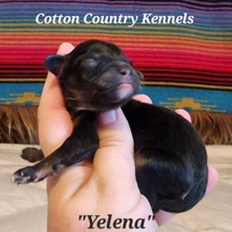 Yelena - Black phantom female Aussiedoodle puppy in Vinemont, Alabama from Cotton Country Kennels