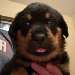 Green boy - Black and mahogany male Rottweiler puppy in Colorado Springs, Colorado from Von Locher Rotties