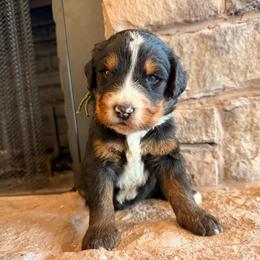 Teton - Tri-color male Bernedoodle puppy in Fort Meade, Florida from Baldwin Dood Ranch