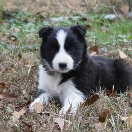 Venom - Black and white male Border Collie puppy in Cedartown, Georgia from Ferguson Border Collies