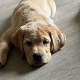 Girl 2 - Yellow female Labrador Retriever puppy in Montville, New Jersey from Otter Creek Labradors