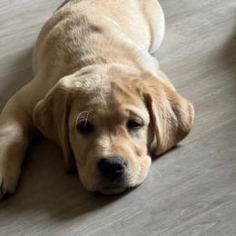 Girl 2 - Yellow female Labrador Retriever puppy in Montville, New Jersey from Otter Creek Labradors