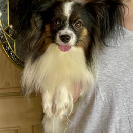Dmitri - Papillon