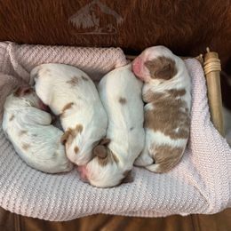 Cavalier King Charles Spaniel puppies from Stonewick Retrievers