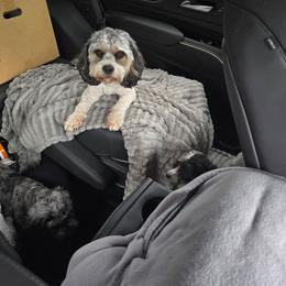 Cavapoo puppies from Steel Horse Kennels Inc
