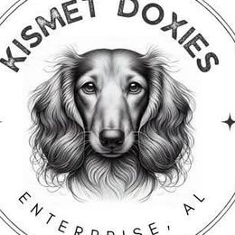 Dachshunds from Kismet Doxies