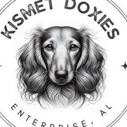 Dachshunds from Kismet Doxies