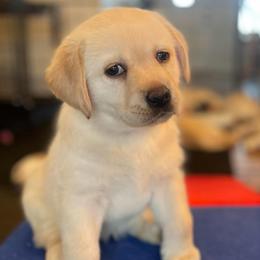 Pink Collar - Rose - Yellow female Labrador Retriever puppy in Lowell, Arkansas from Riverbourne Labradors