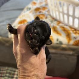 Blue collar - Black and tan male Shih Tzu puppy in Kosciusko, Mississippi from The Dog House LLC