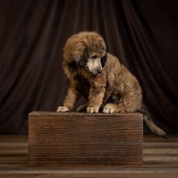 Poodle Puppies from Setting the Standard Poodles