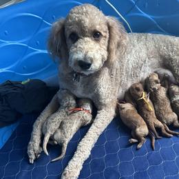 Goldendoodle Puppies from Crystal Romero