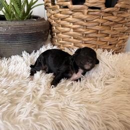 Max - Black tri-color male Aussiedoodle puppy in Tryon, North Carolina from Melrose Mountain Farm