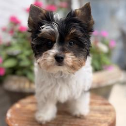 Daisy - Parti female Yorkshire Terrier puppy in Jacksonville, Florida from Yorktown Yorkies
