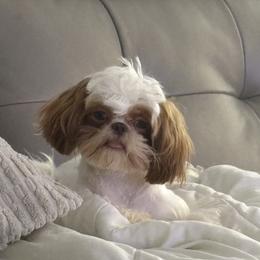 Ruby - Shih Tzu