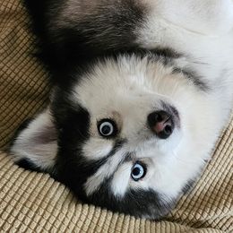 Gus - Black and white male Pomsky puppy in Bolton, Connecticut from Elle Pomsky