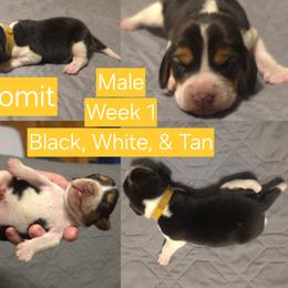 Gromit-Yellow Male - Black white and tan male Beagle puppy in Bemidji, Minnesota from Nse Farms Beagles
