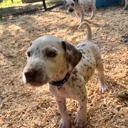 Magnolia(LUA) - White and liver brown female Dalmatian puppy in Wilson, North Carolina from New Horizonz Dalmatians