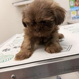 Snicker 4 - Chocolate male Shih Tzu puppy in Azusa, California from RJ Shih Tzu lover