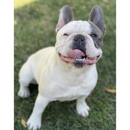 Spot - French Bulldog