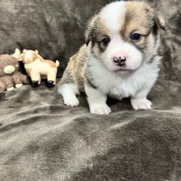 Gideon - Sable male Pembroke Welsh Corgi puppy in Millsap, Texas from Punchy Pembroke Ranch